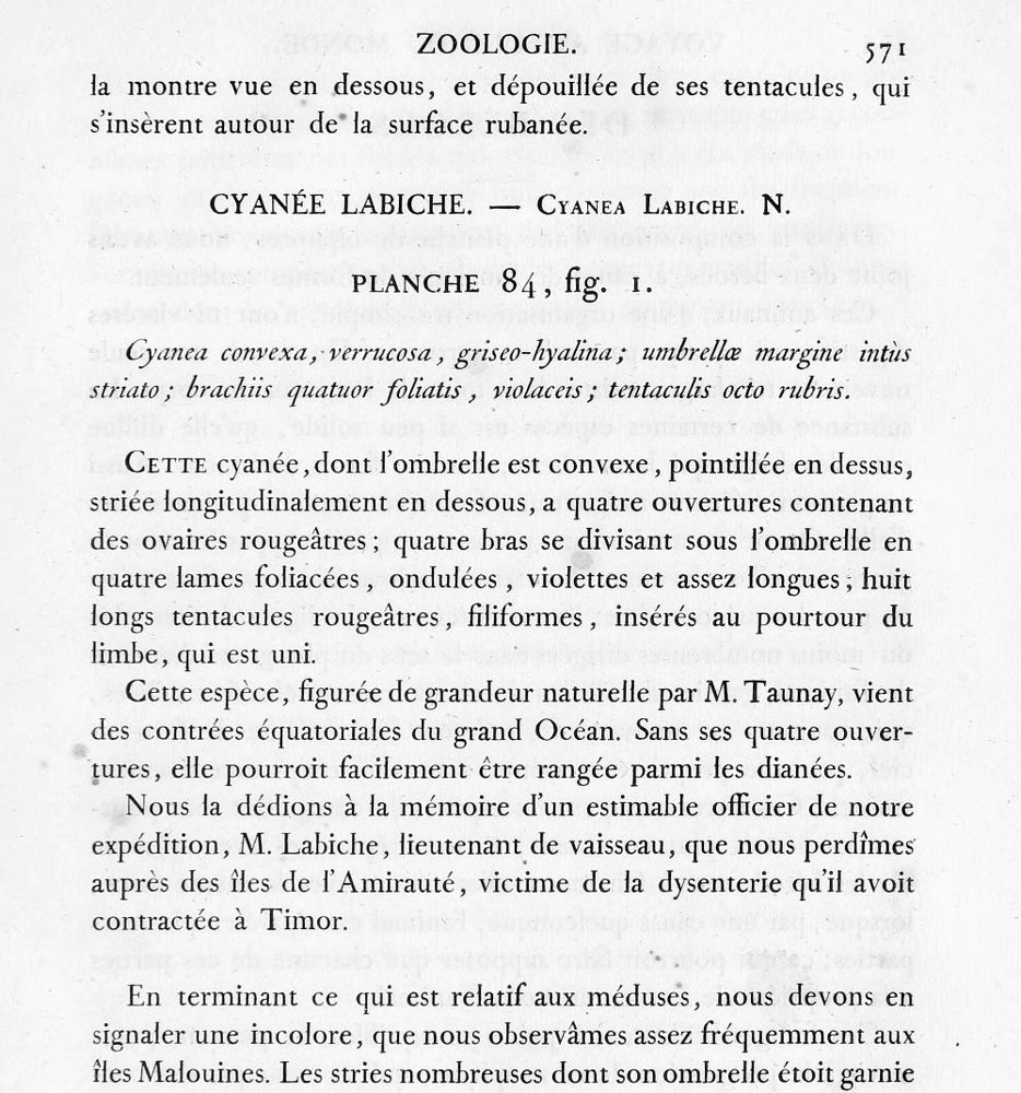 Page imprimée : « Cyanée Labiche. — Cyanea Labiche », description d'une méduse et dédicace