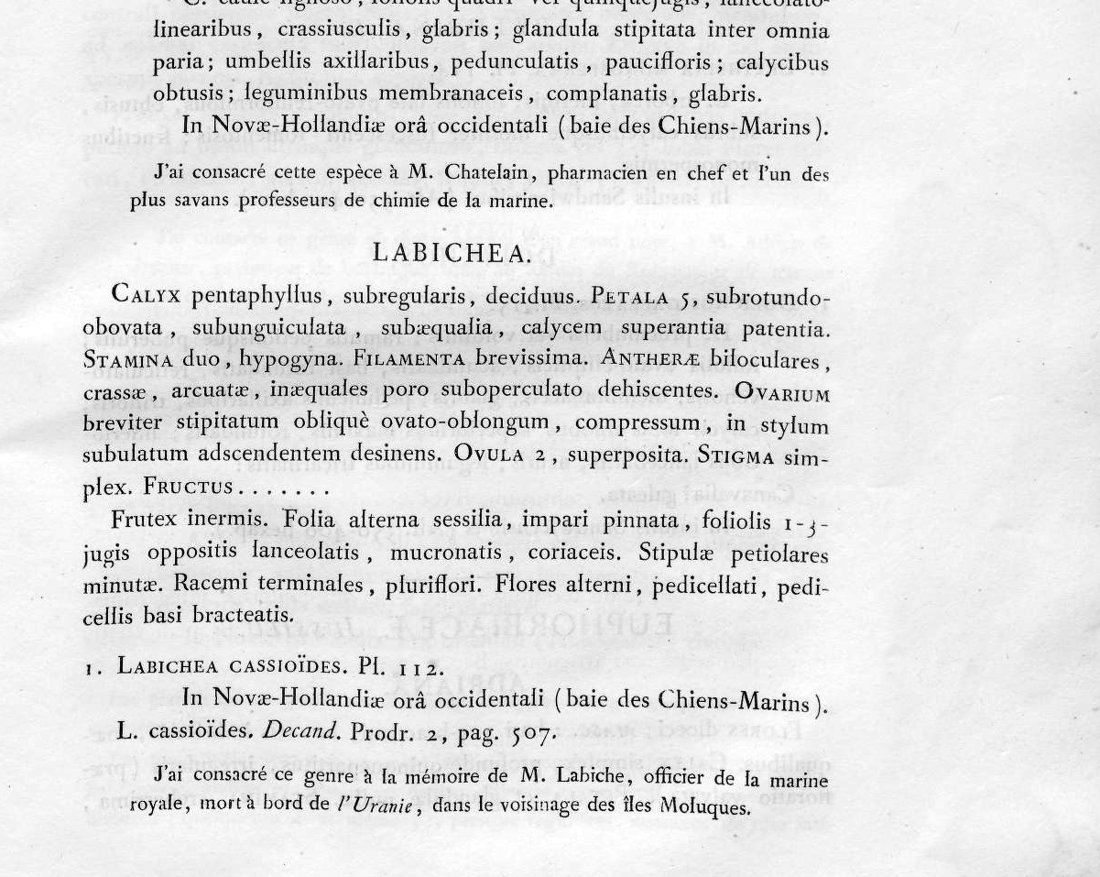 Page imprimée : la description latine du genre Labichea, et la phrase de dédicace